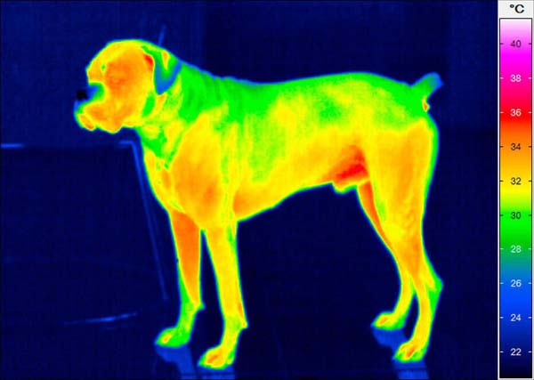 Vet. Thermal Imaging/Digatherm